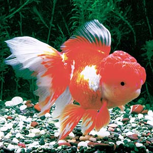 �X�уI�����_�V�V�K�V��