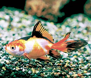 ���{�I�����_