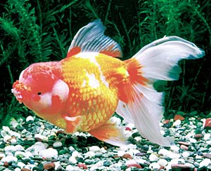 �I�����_�V�V�K�V���n�i�t�T