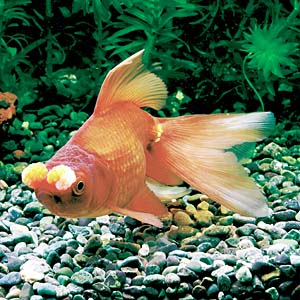 �����n�i�t�T