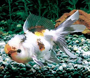 �R�E�g�E�H�ߐ���