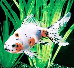 �֓�����