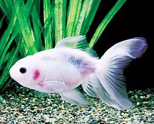 �֓����уV���N