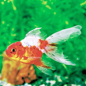 �֐�����