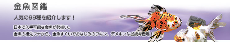 �����}��