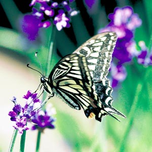 �i�~�A�Q�n