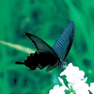 �N���A�Q�n