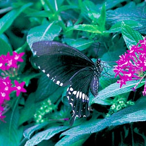 �V���I�r�A�Q�n