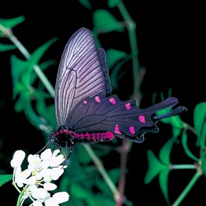 �W���R�E�A�Q�n