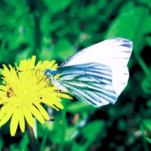 �X�W�O���V���`���E