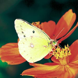 �����L�`���E