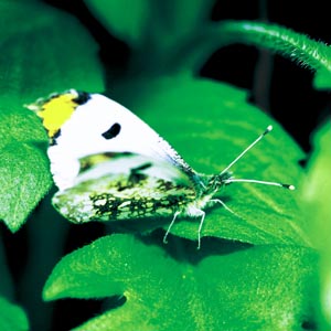 �c�}�L�`���E