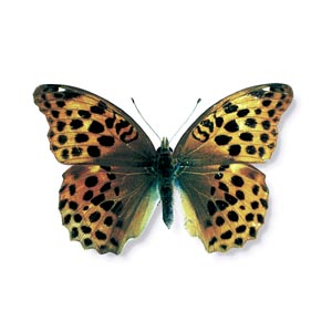 �N���K�^�q���E����