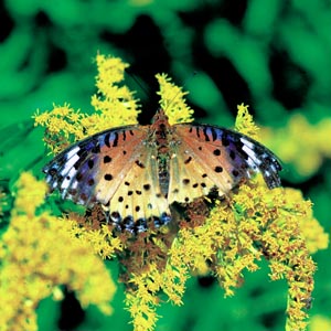 �c�}�O���q���E����