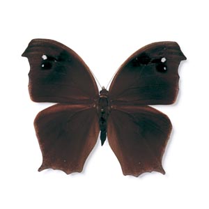 �N���R�m�}�`���E