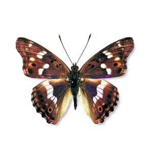 �R�����T�L