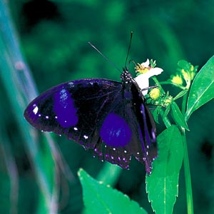 �����E�L���E�����T�L