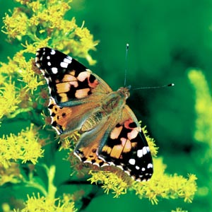 �q���A�J�^�e�n