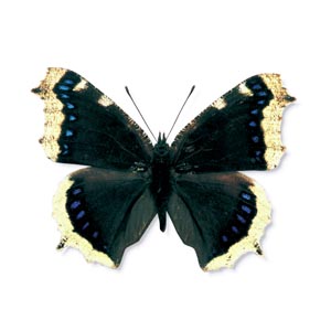 �L�x���^�e�n