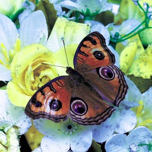 �^�e�n���h�L