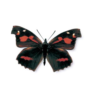 �e���O�`���E