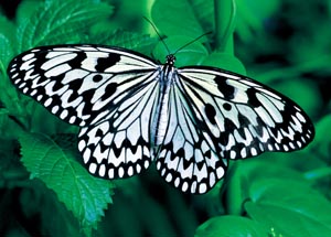 �I�I�S�}�_��