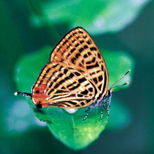 �E���i�~�A�J�V�W�~