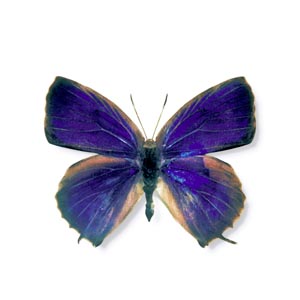 �����T�L�c�o��