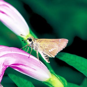 �C�`�����W�Z�Z��