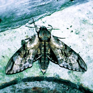 �V���t���X�Y��