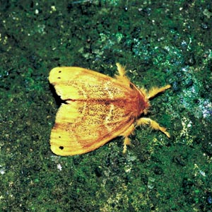 �`���h�N�K