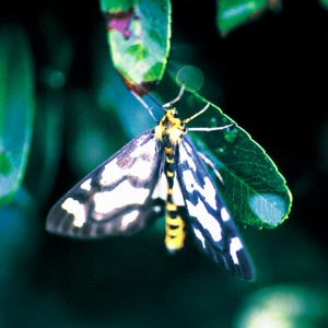 �E���G�_�V���N