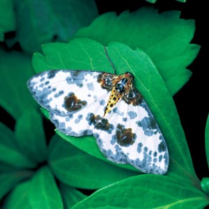 ���E�}�_���G�_�V���N