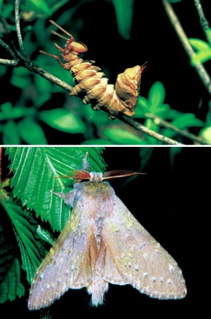 �V���`�z�R�K