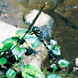 �I�j�����}