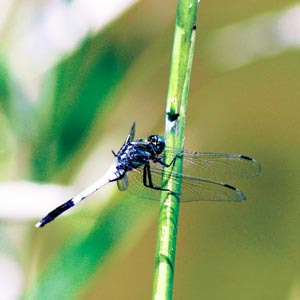 �V�I�J���g���{