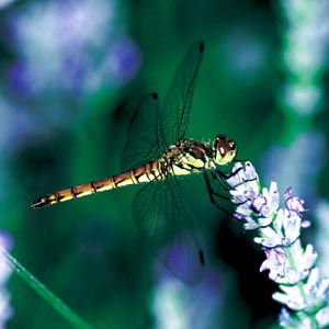 �A�L�A�J�l