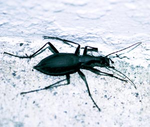 �}�C�}�C�J�u��