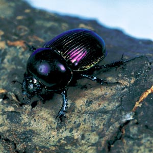 �I�I�Z���`�R�K�l