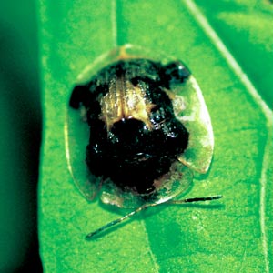 �C�`�����W�J���m�R�n���V