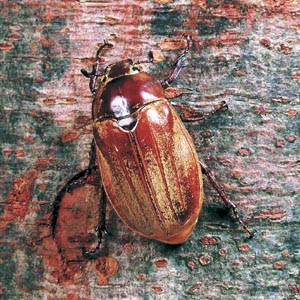 �R�t�L�R�K�l