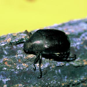 �h�E�K�l�u�C�u�C