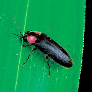 �w�C�P�{�^��