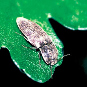 �T�r�L�R��