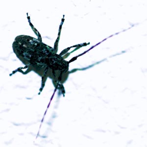 �J�^�W���S�}�t�J�~�L��