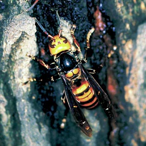 �I�I�X�Y���o�`