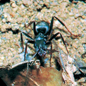 �N���I�I�A��