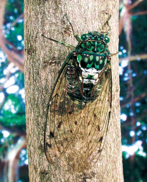 �~���~���[�~