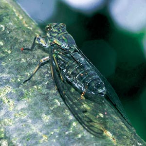 �c�N�c�N�{�E�V