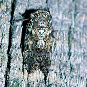 �j�C�j�C�[�~